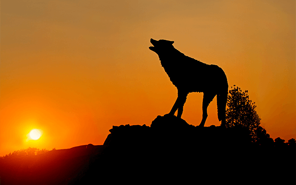 澳门新普京注册 Wolf Statue